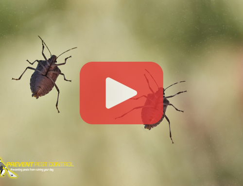 How to Safely Remove Stink Bugs and Prevent Them