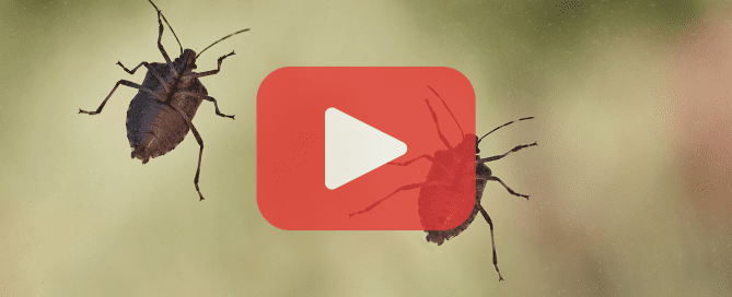 Two stink bugs on glass with a video overlay and pest control branding.