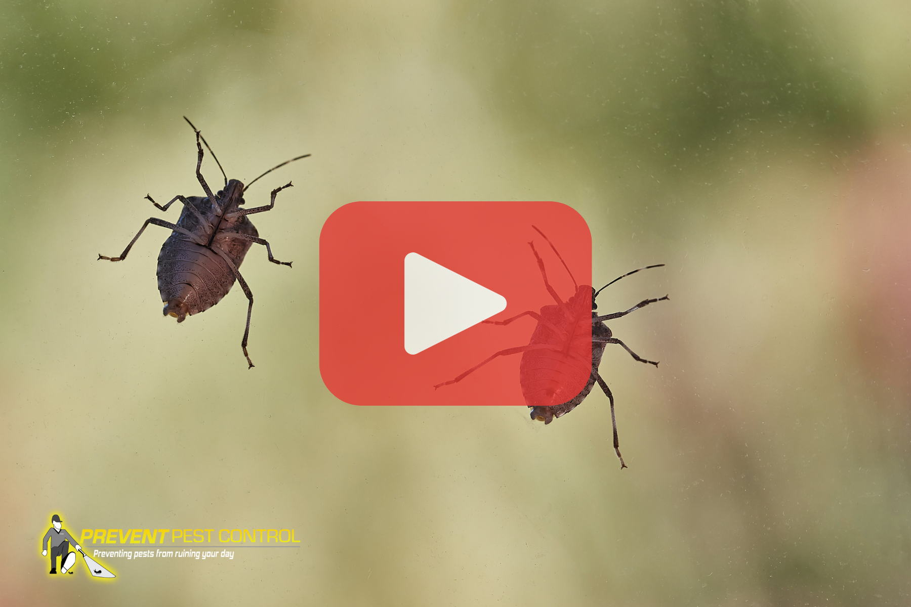 Two stink bugs on glass with a video overlay and pest control branding.