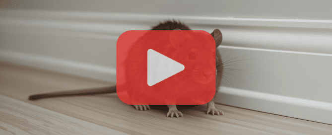 A mouse peeks from behind a baseboard with a video play icon and pest control branding.