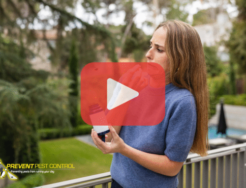 Wasps in Your Yard? How to Prevent Them From Moving Inside