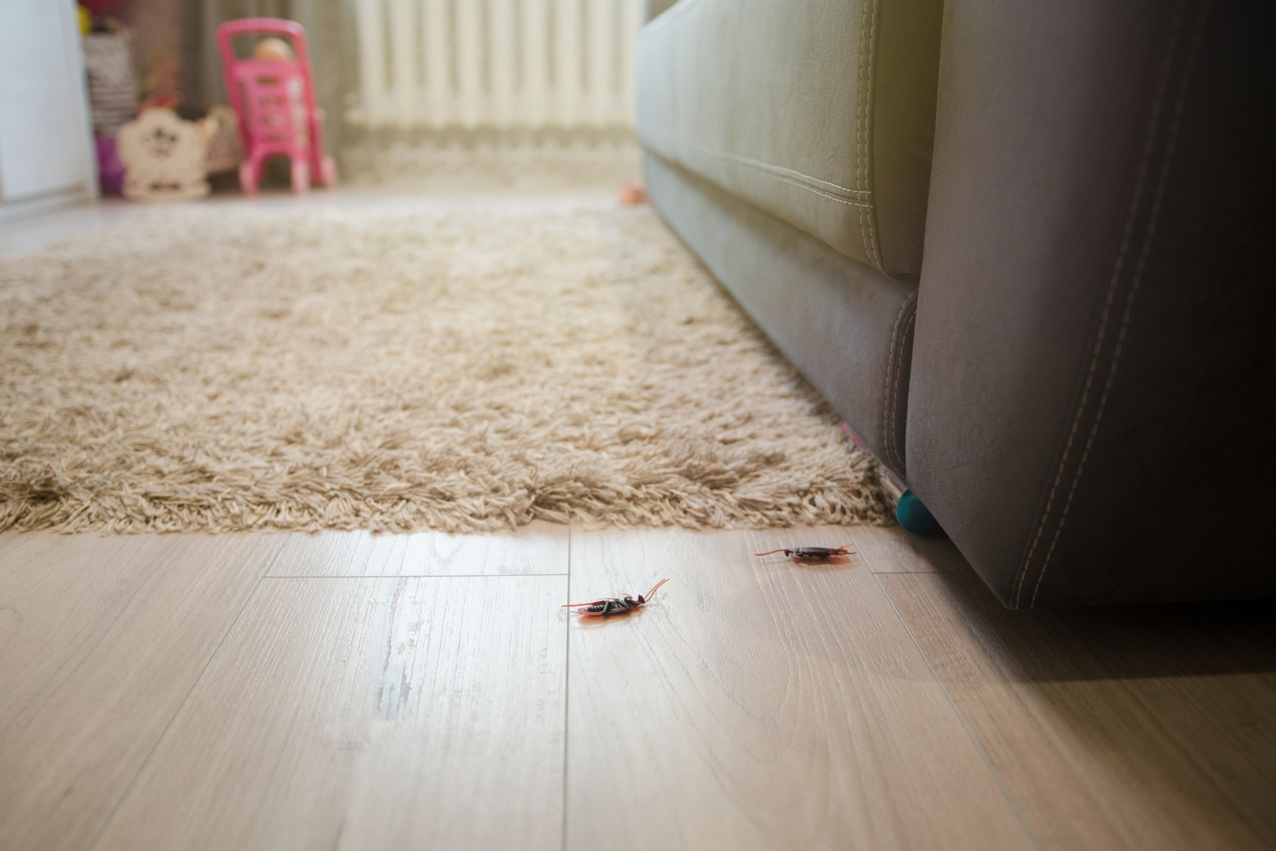 Three cockroaches on floor.