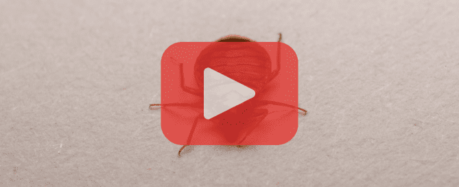 A close-up of a bed bug on a light-colored fabric surface.