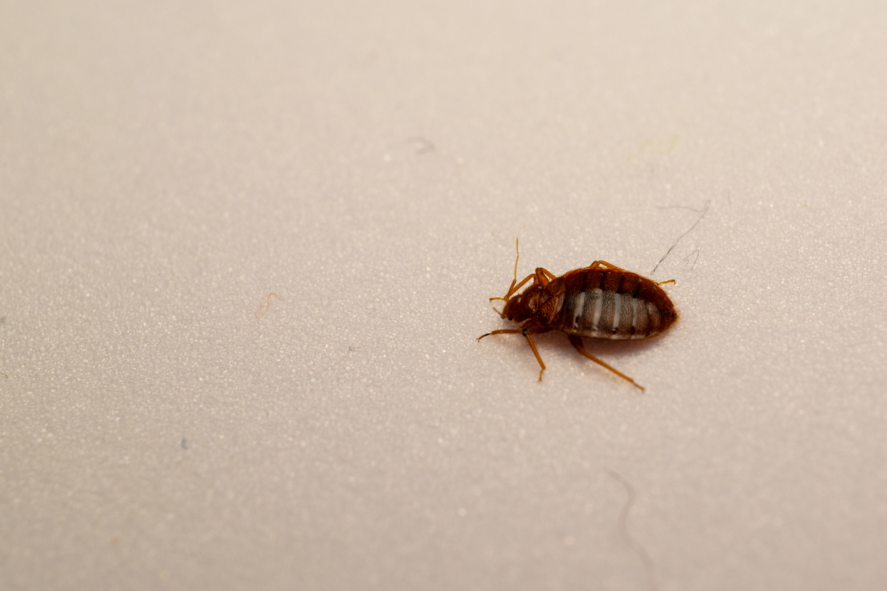 A close-up of a bed bug on a light-colored fabric surface.
