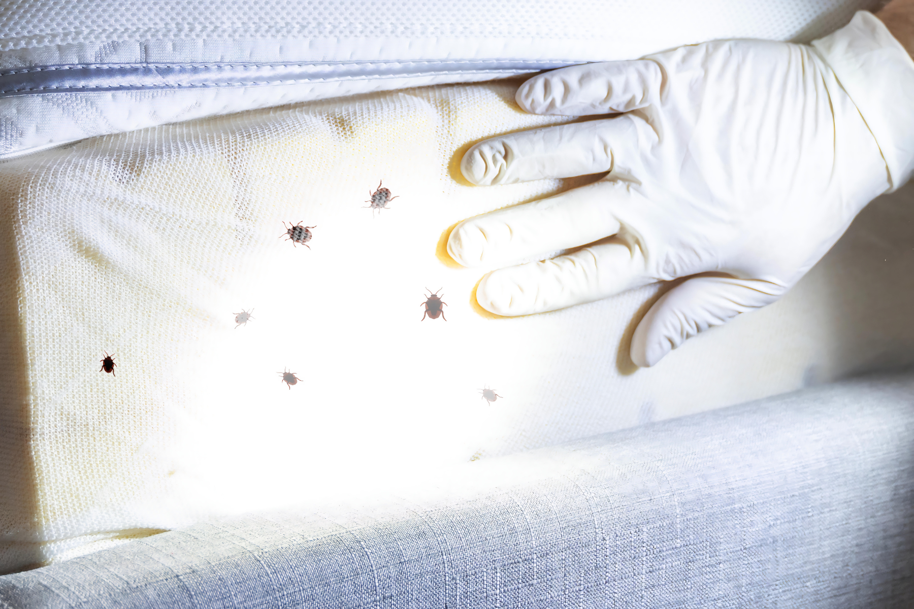 Multiple bed bugs clustered together on matress.