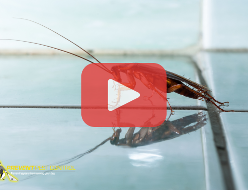 Why Cockroaches Invade Homes in Winter