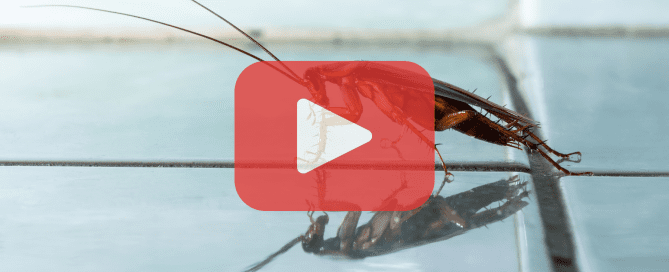 A cockroach seen on a bathroom tile surface.