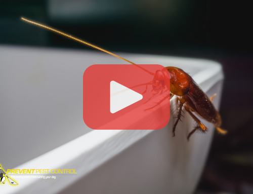 Don&rsquo;t Let Cockroaches Ruin Your Winter: Cockroach Prevention