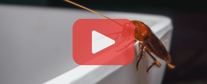 A cockroach near the edge of a bathtub.