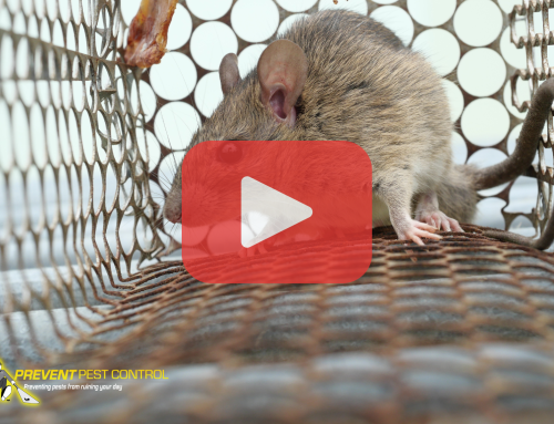 Mice Removal for Winter: How to Protect Your Home