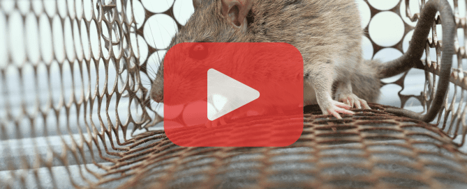 A mouse standing alert on a floor.
