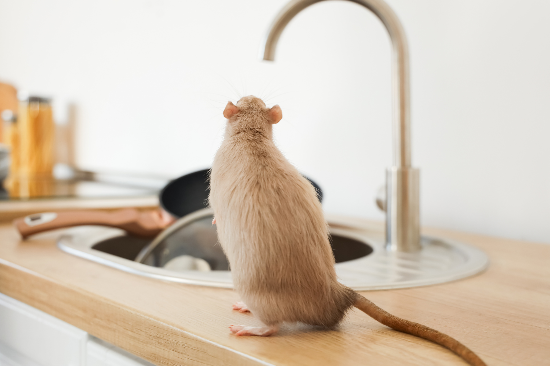 A light brown mouse is sitting on the kitchen counter near a sink, surrounded by dishes and utensils.