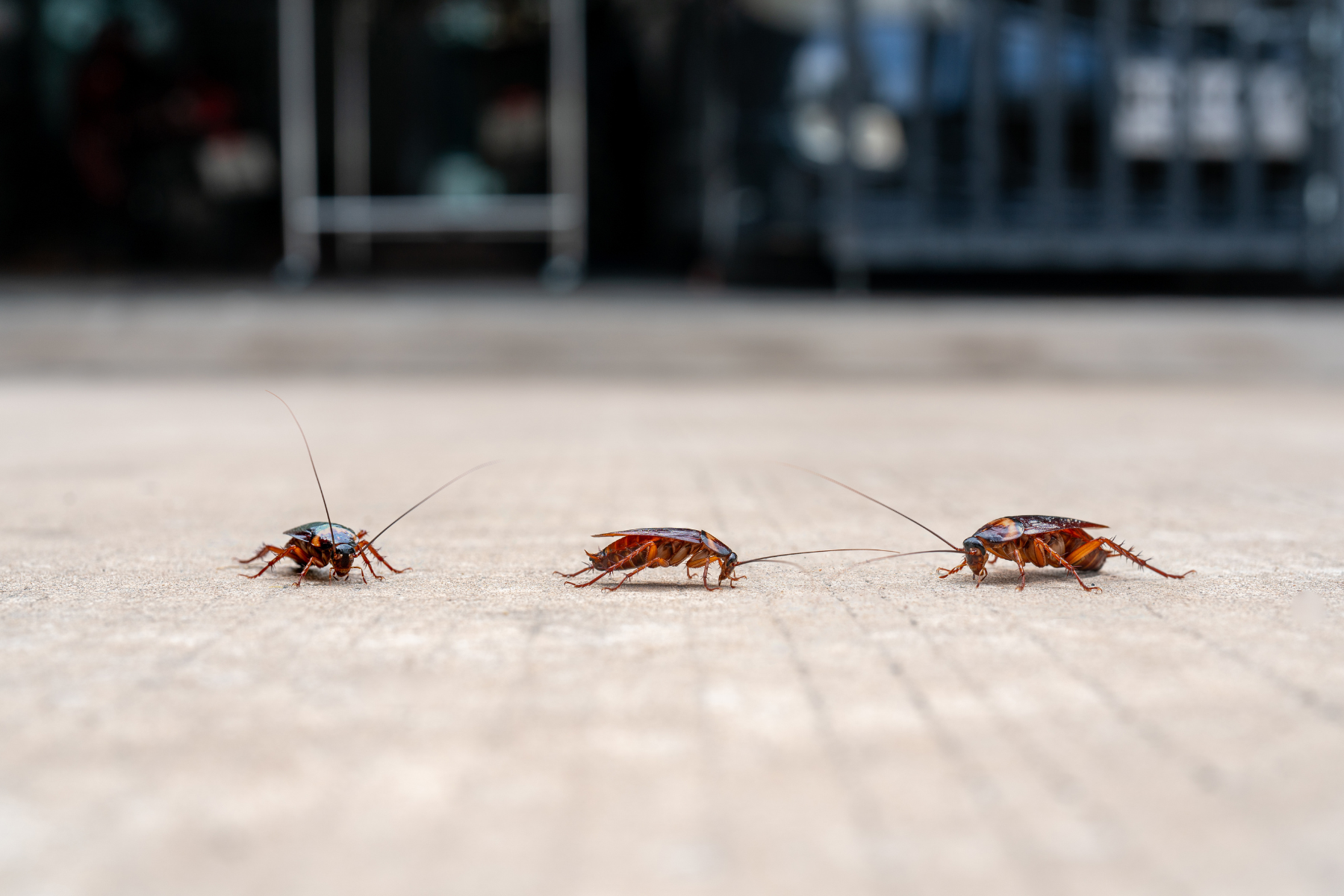 Three cockroaches are crawling on a tiled surface, with their antennae extended as they move.