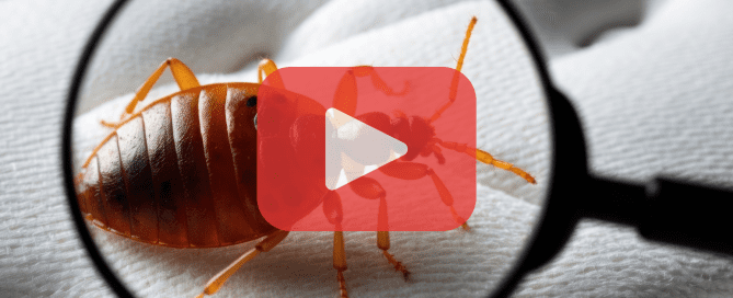 A magnified view of a bed bug on white bedding under a lens.