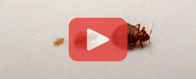 Close-up of bed bugs at different life stages on a light fabric, with a red play button overlay for video content.