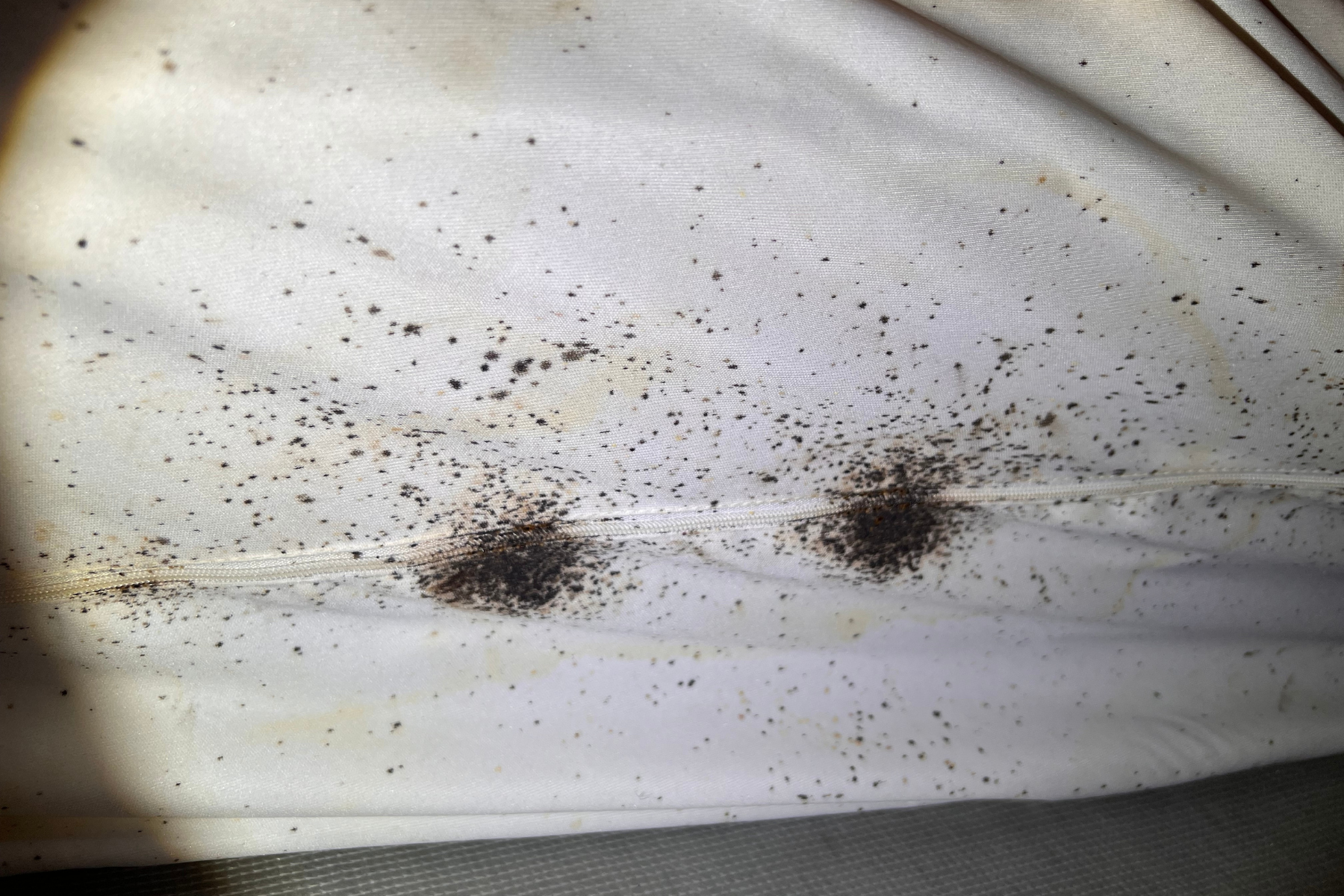 Close-up of a mattress seam showing clusters of black stains and spots, clear signs of a bed bug infestation.