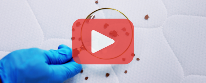 A gloved hand uses a magnifying glass to examine tiny bed bugs on a mattress surface, emphasizing professional pest inspection.