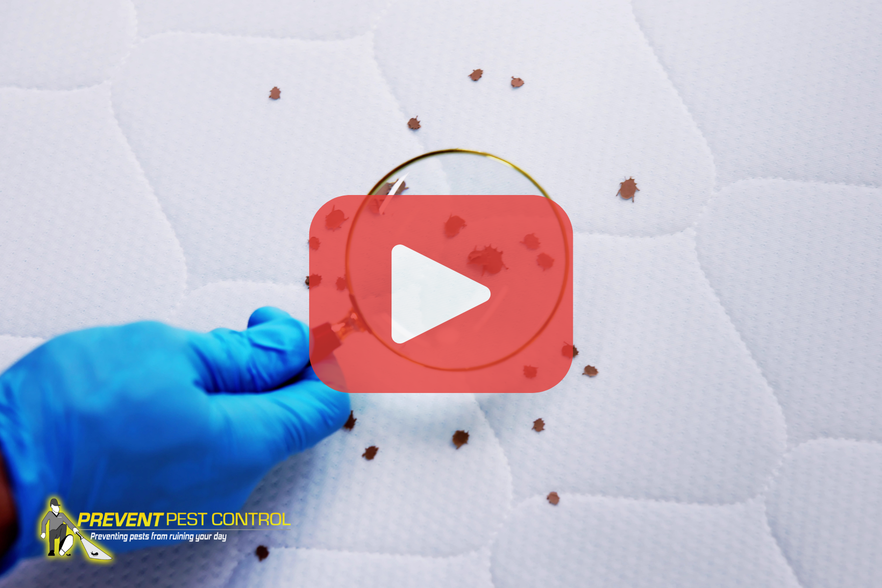 A gloved hand uses a magnifying glass to examine tiny bed bugs on a mattress surface, emphasizing professional pest inspection.