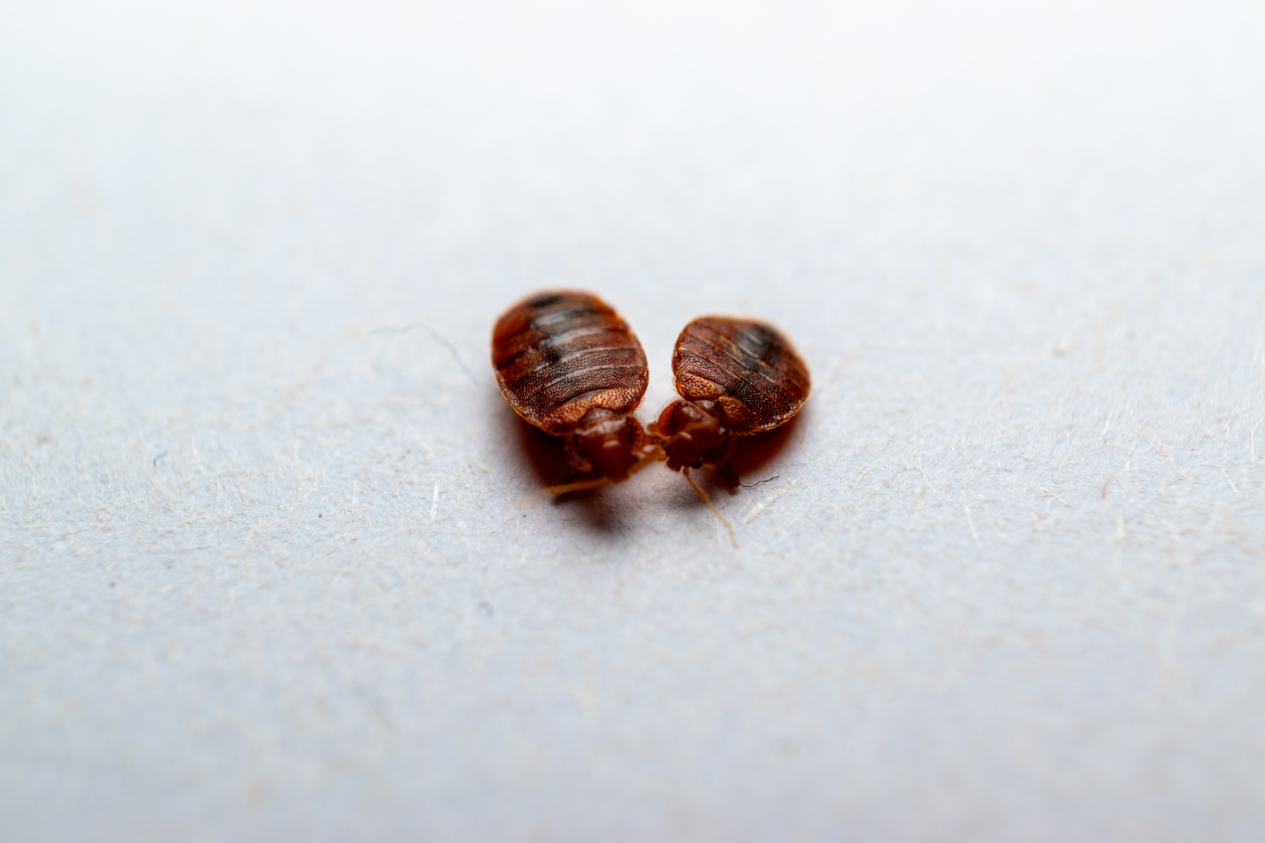 Detailed macro shot of two reddish-brown bed bugs resting on a white surface.