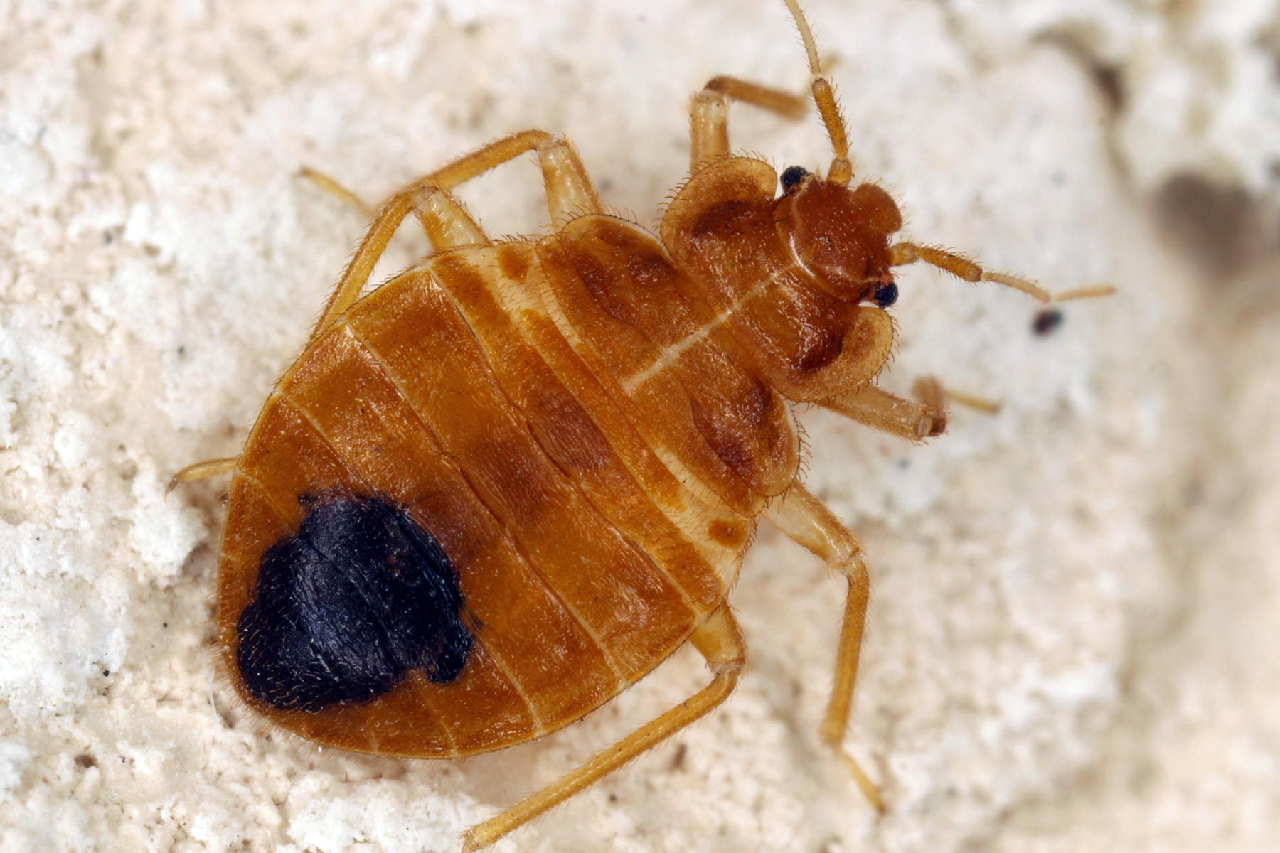 A macro photograph of a single bed bug showing its detailed brown body and texture.