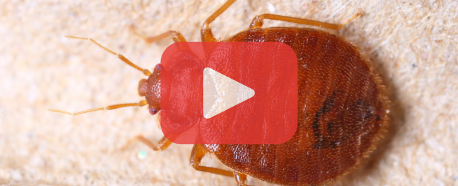 Enlarged view of a single reddish-brown bed bug on fabric, with a play button overlay for video.