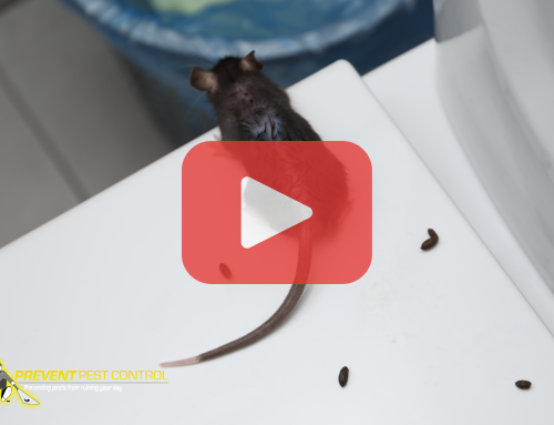 Prevent Mice Infestations Before Winter Hits