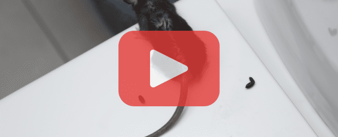 A mouse on a white surface surrounded by droppings, with a Prevent Pest Control video overlay.