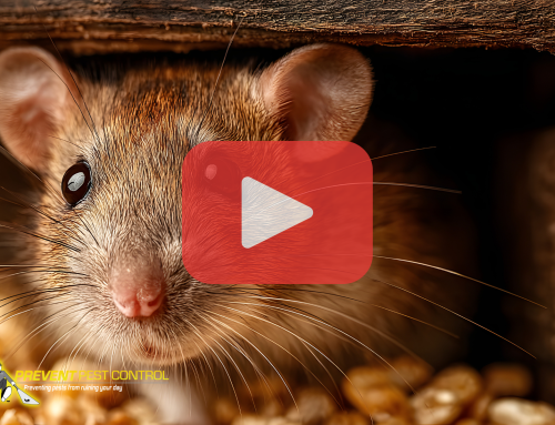 Fall Mouse-Proofing: Keep Your Home Safe from Rodents