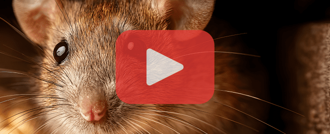 A close-up of a mouse peeking from a hiding spot near stored food.