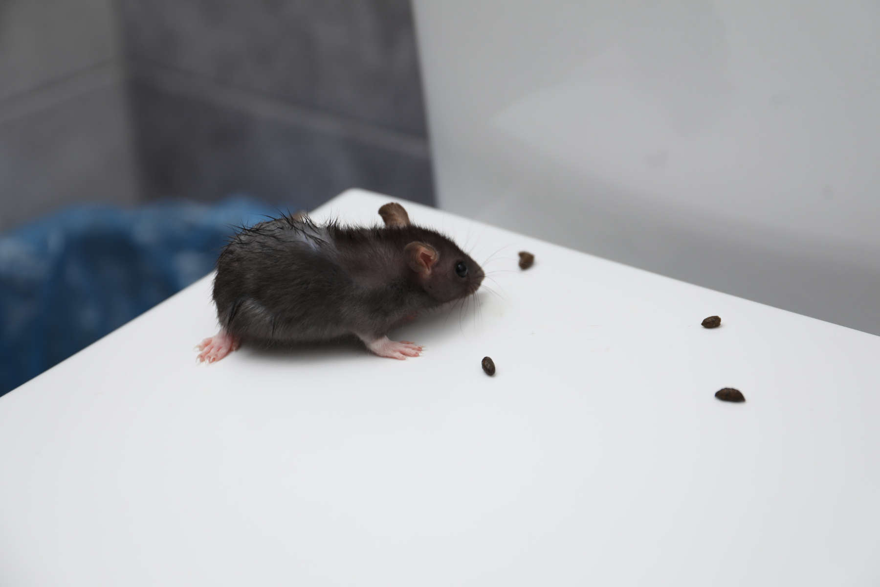 A small mouse surrounded by scattered droppings on a white surface.