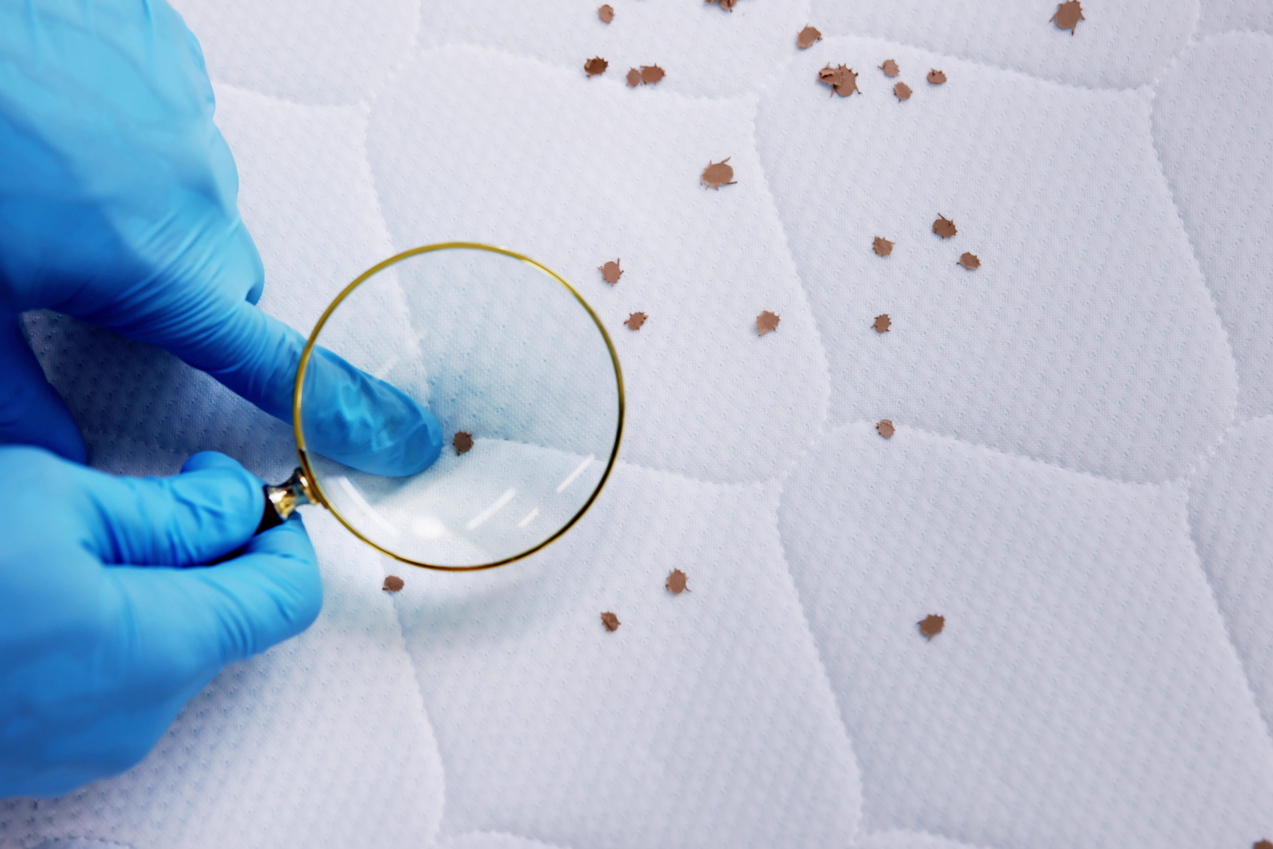 &ndash; A professional in gloves inspects a mattress under a magnifying glass, finding multiple bed bugs, with a Prevent Pest Control logo and play icon suggesting educational video content.