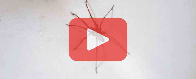 A close-up view of a spider against a light background.