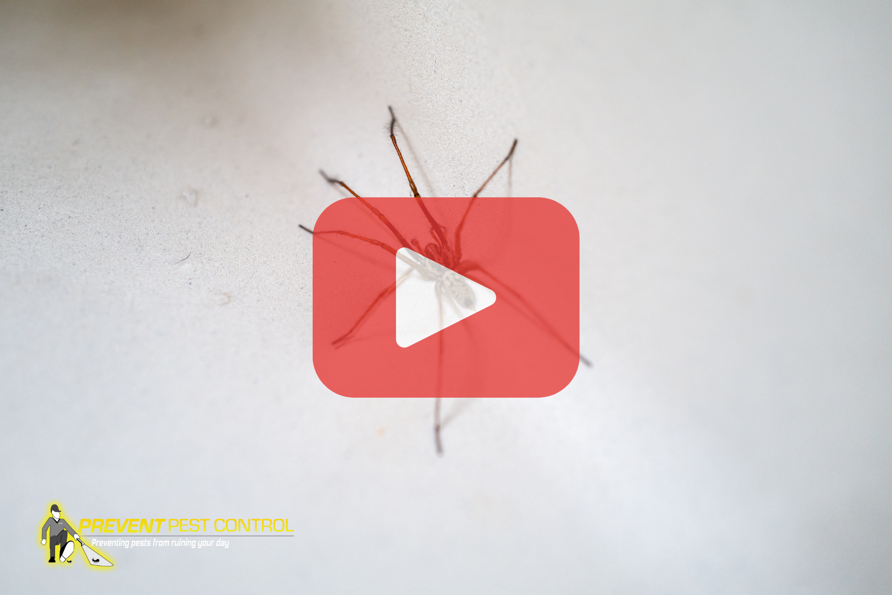 A close-up view of a spider against a light background.
