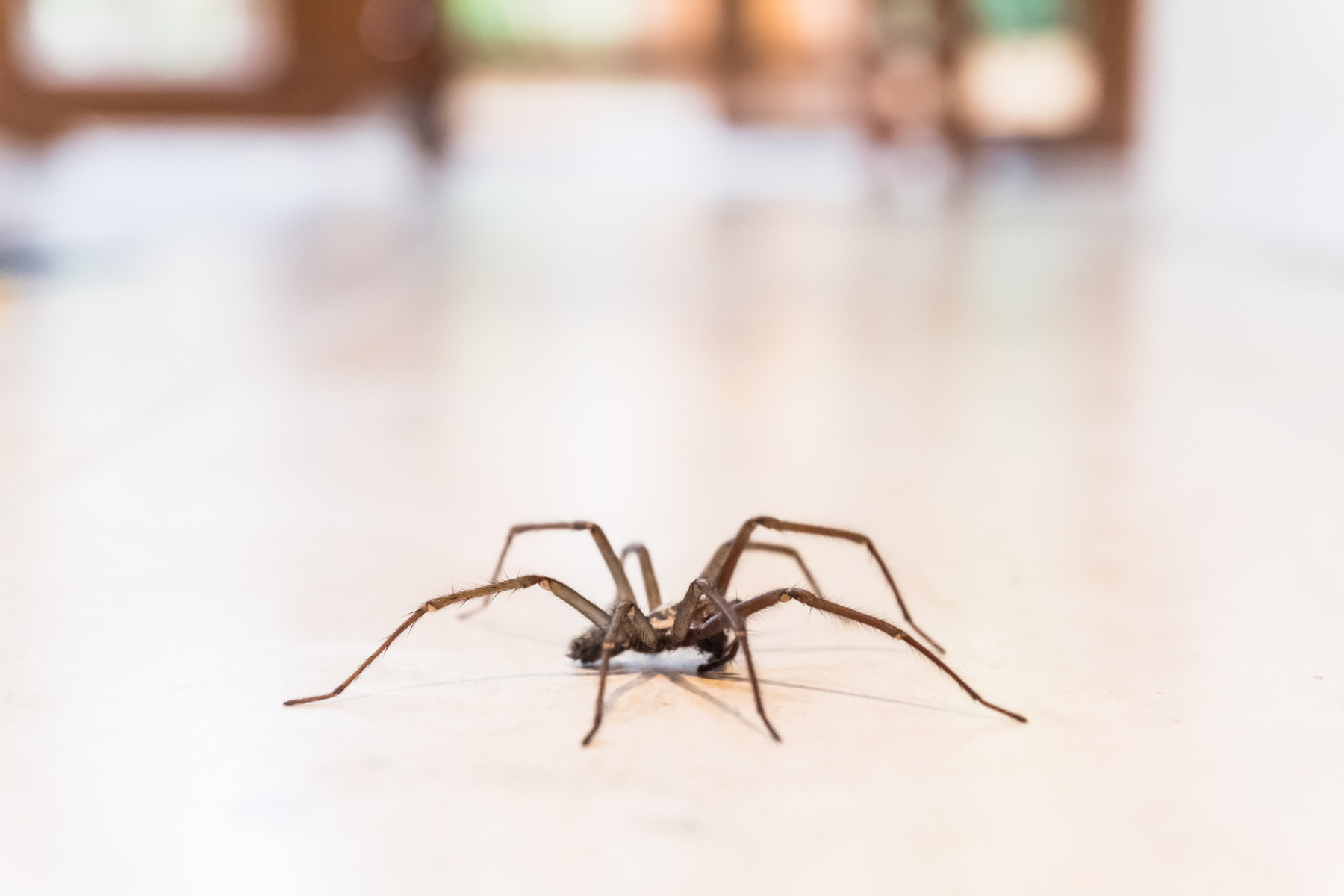 Spider on a floor