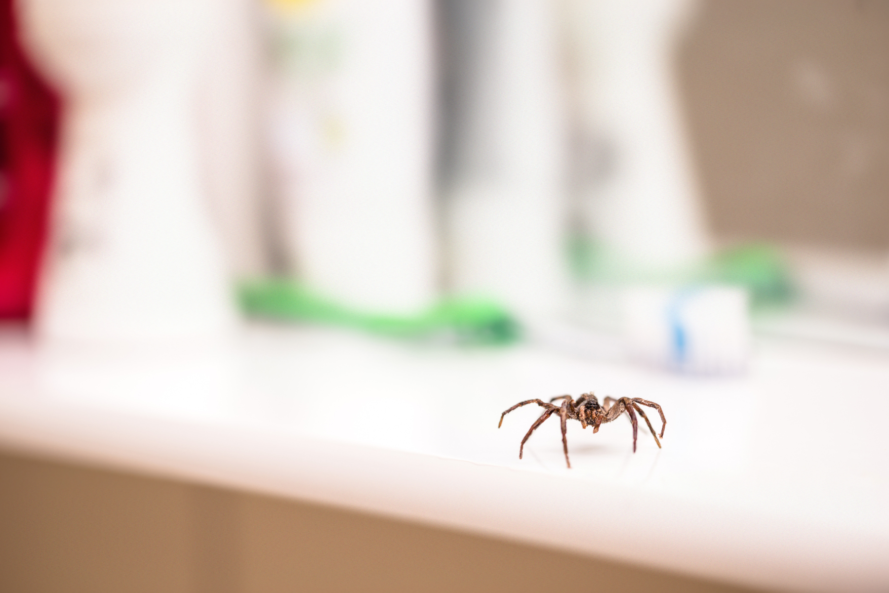 Spider on a bathroom sink countertop