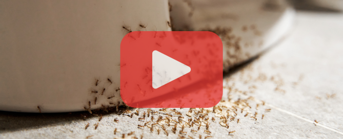 Ants on toilet base.