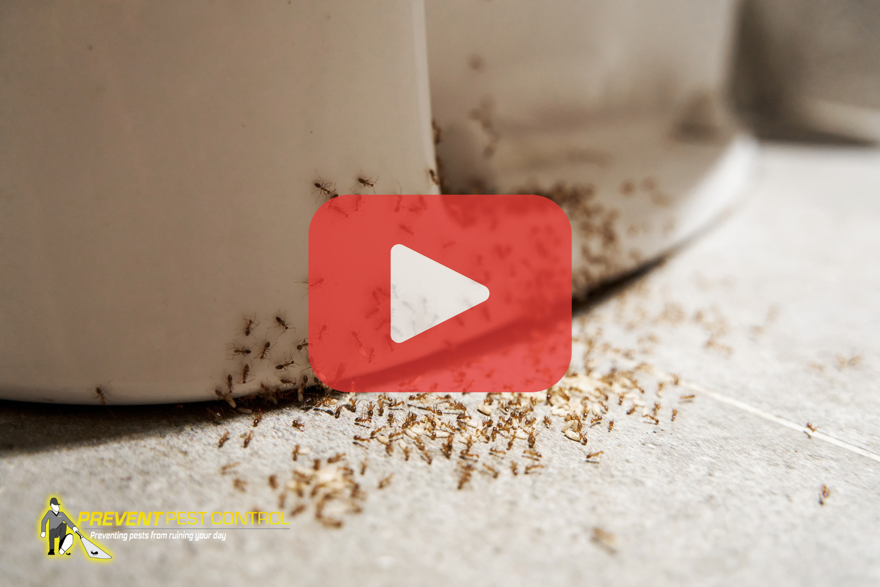 Ants on toilet base.