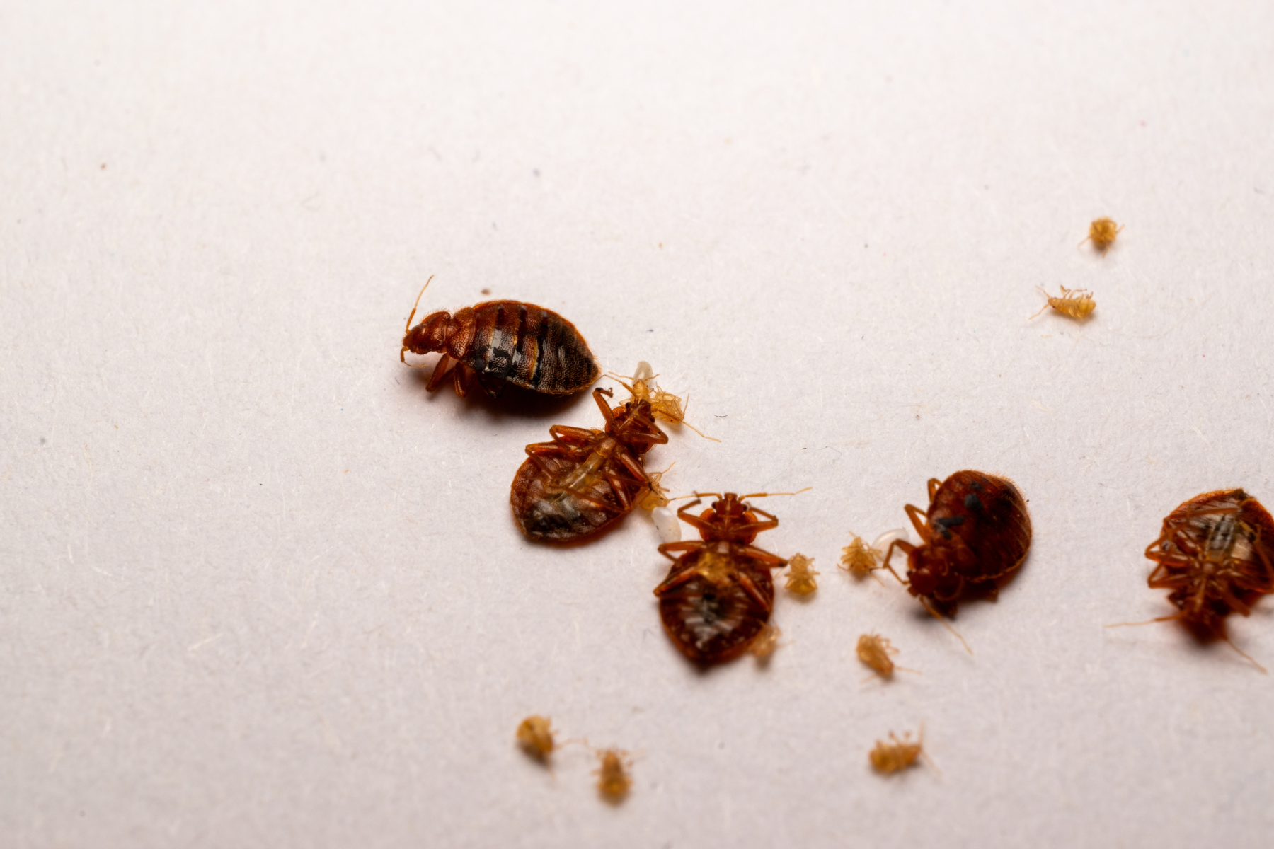 Bed bugs