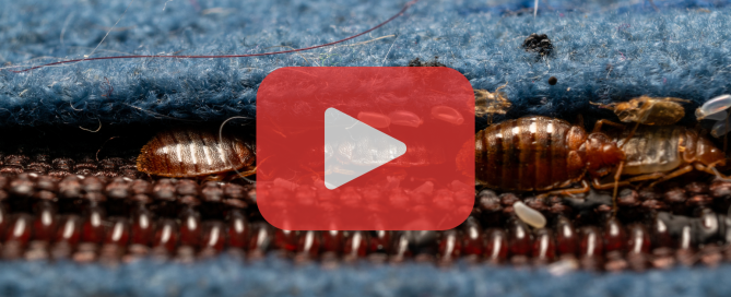 Bed bugs on zipper.