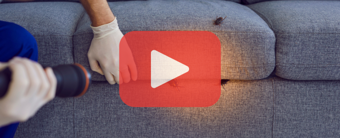 Person looking for cockroaches on couch with flashlight. Red overlay button on top.