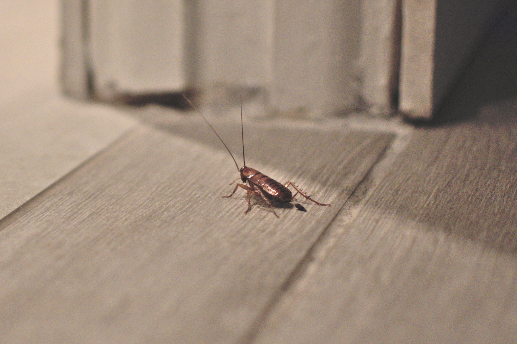 Cockroach on floor.