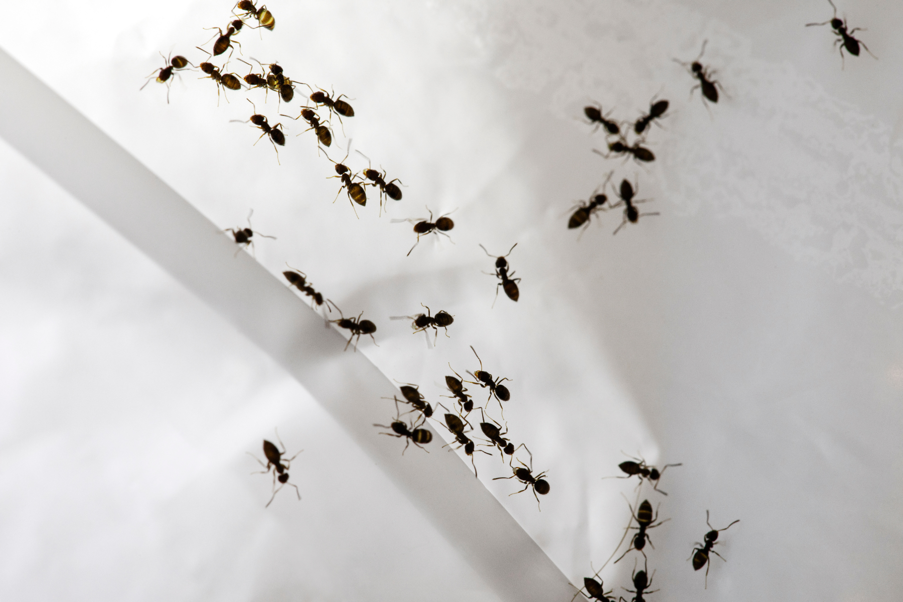 Ants on glass.