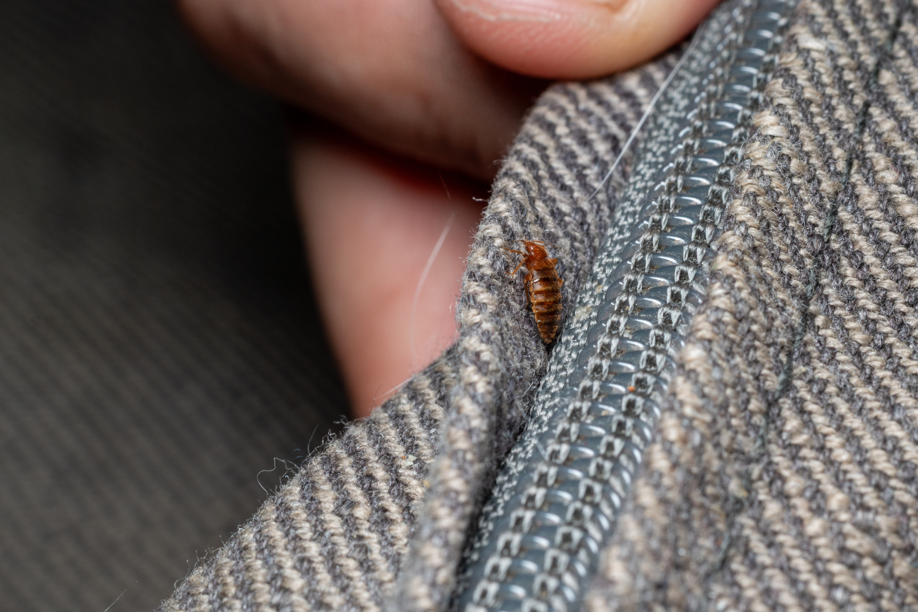 Close up of bed bug on zipper.
