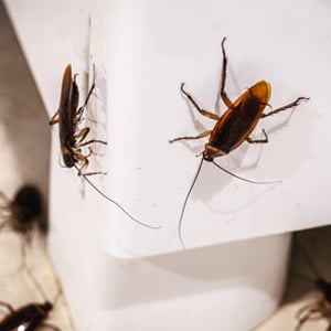 Cockroaches Cockroach infestation in a kitchen