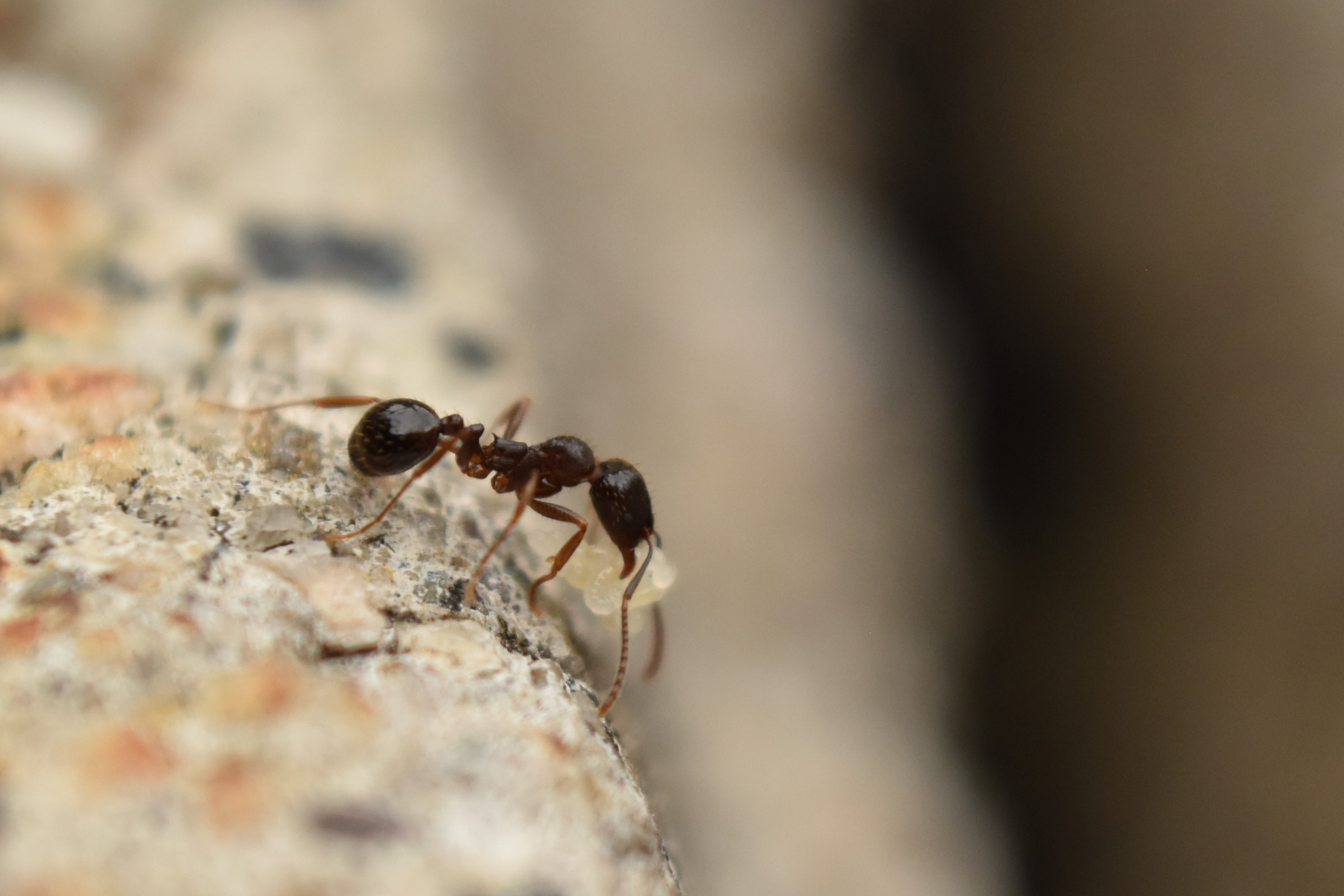 A wide view of dozens of ants forming a visible trail across cracked pavement, with small plants nearby—showing an established foraging route.