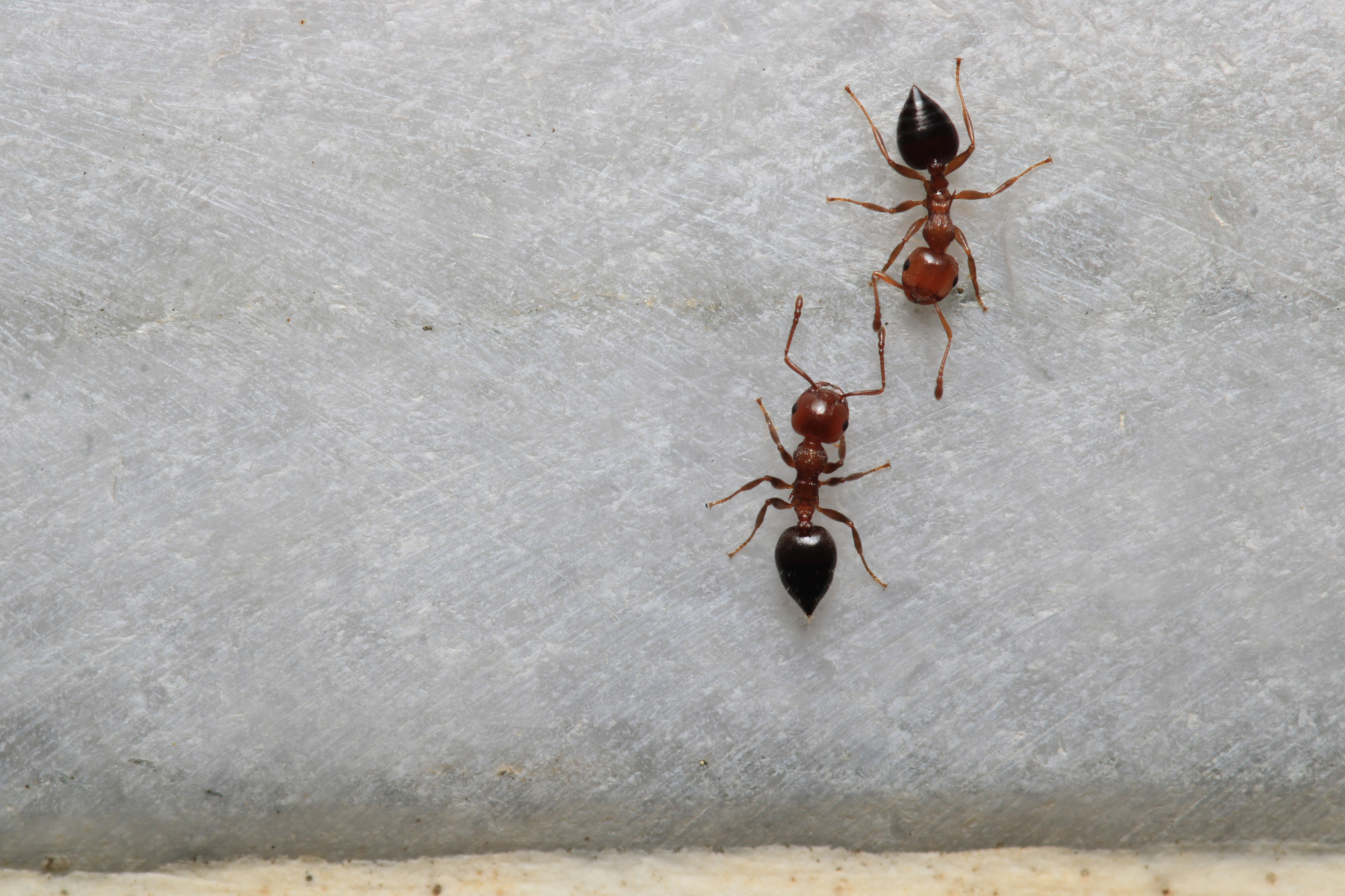 Two ants on wall.