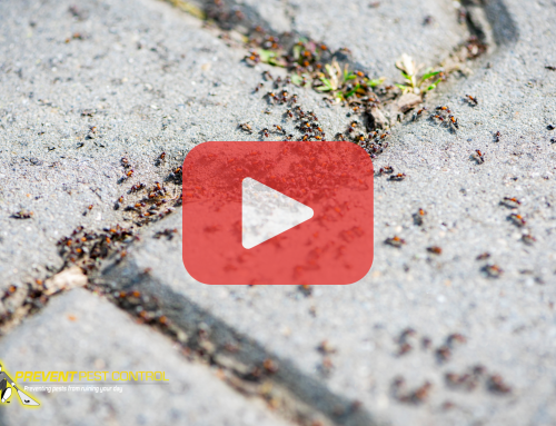 Pavement vs. Carpenter Ants: Find the Pests in Your Driveway