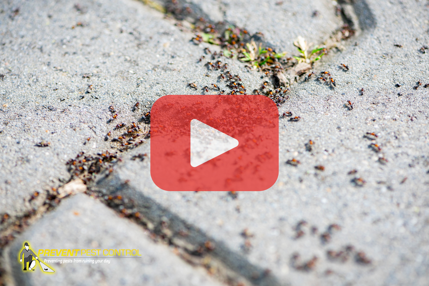 A wide view of dozens of ants forming a visible trail across cracked pavement, with small plants nearby—showing an established foraging route.