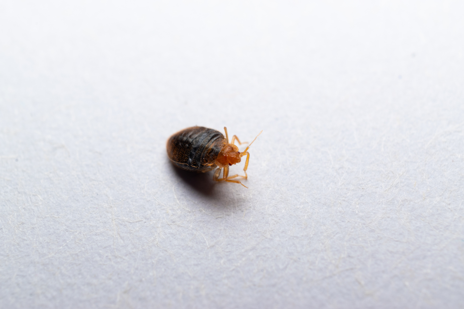 Close-up image of a bed bug on a light background, emphasizing its rounded abdomen, segmented body, and small size relative to the surface.