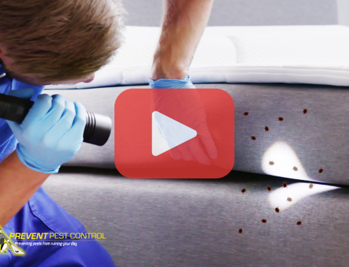 What to Do If You Find Bed Bugs While Deep Cleaning